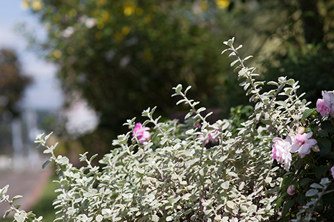 あおばガーデン