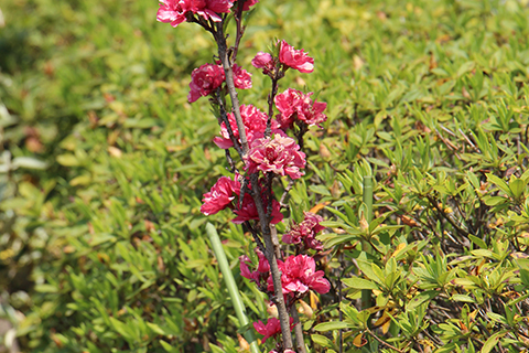 あおばガーデン