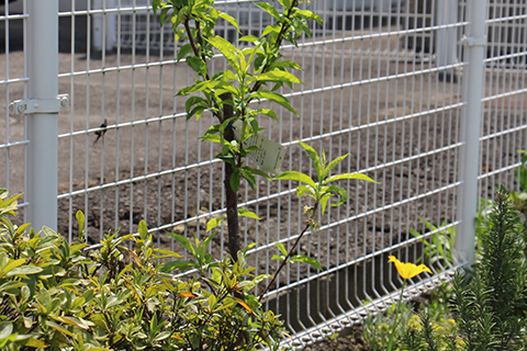 あおばガーデン