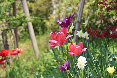 あおばガーデン