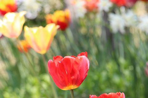 あおばガーデン