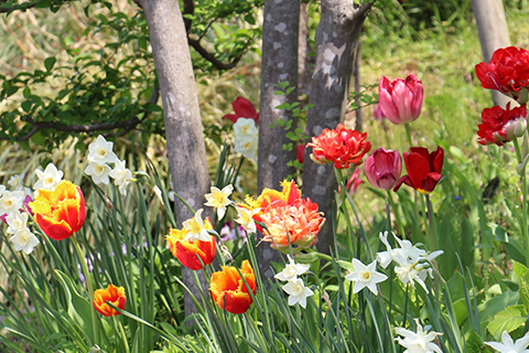 あおばガーデン